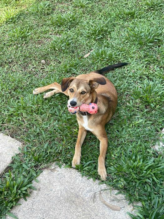Doa se Cadela 7 Meses