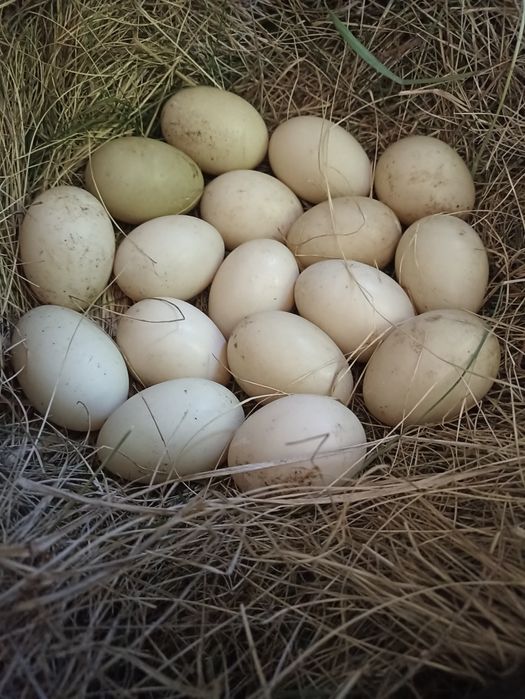 Індокачки,Шипуни,Яйця качині,Мускусні