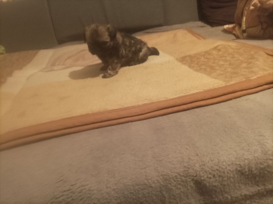 Pieski rasy Shih tzu