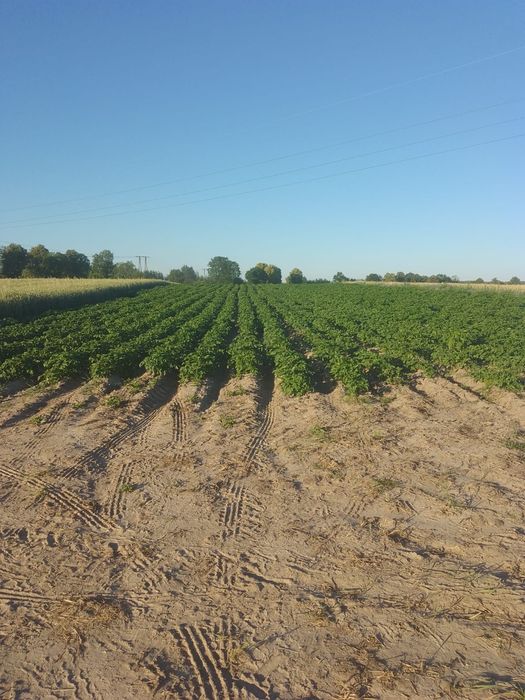 Ziemniaki jadalne Baltic Rose i Soraja