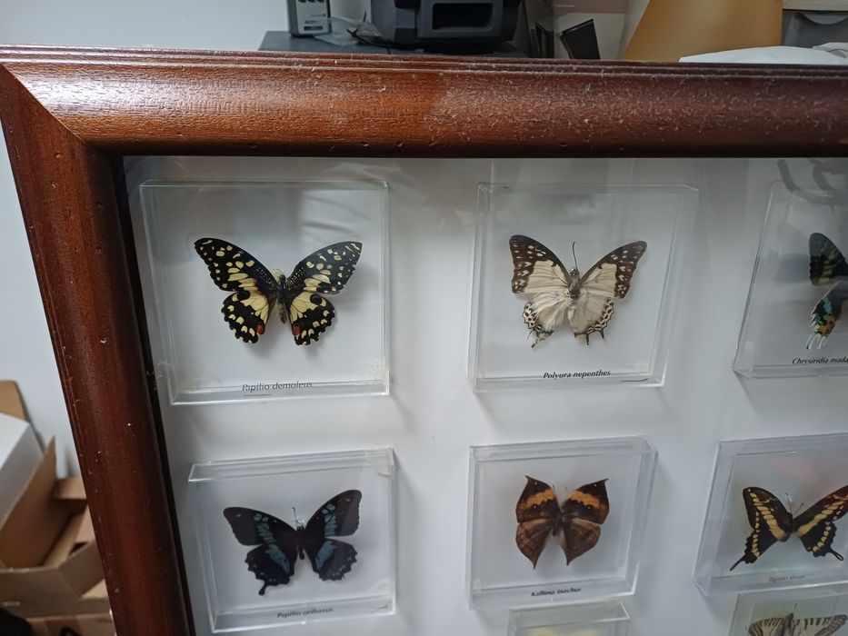 Quadro borboletas