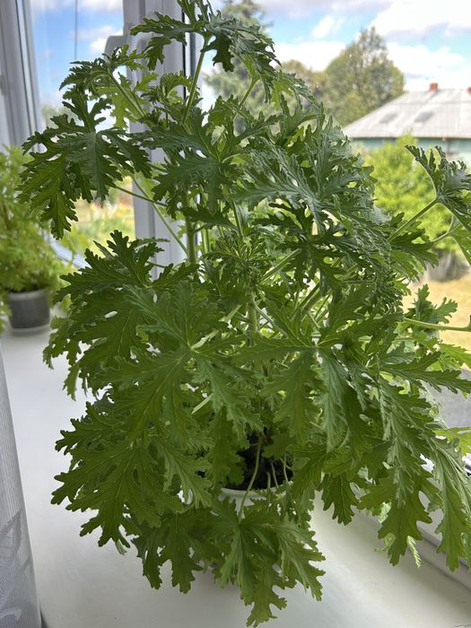 Kwiat geranium, anginka, pelargonia pachnąca
