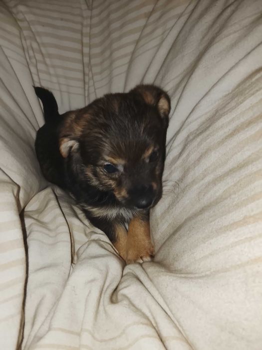 Oddam za darmo szczeniaczki