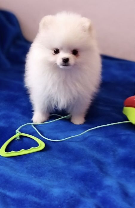 ВЯЗКА шпиц мини (не продажа)