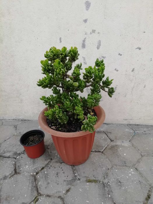 Suculenta em vaso