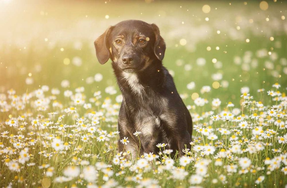 ALEK - fajny, łagodny psiak