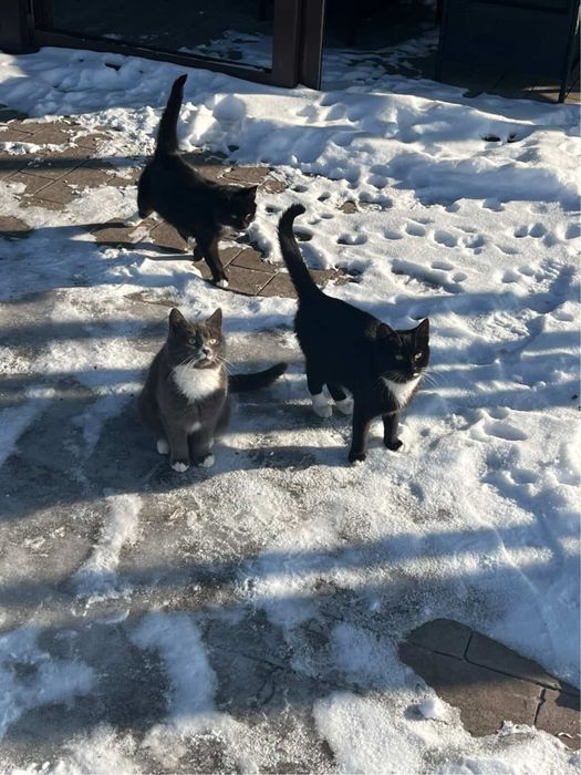 отдам котят в хорошие  руки