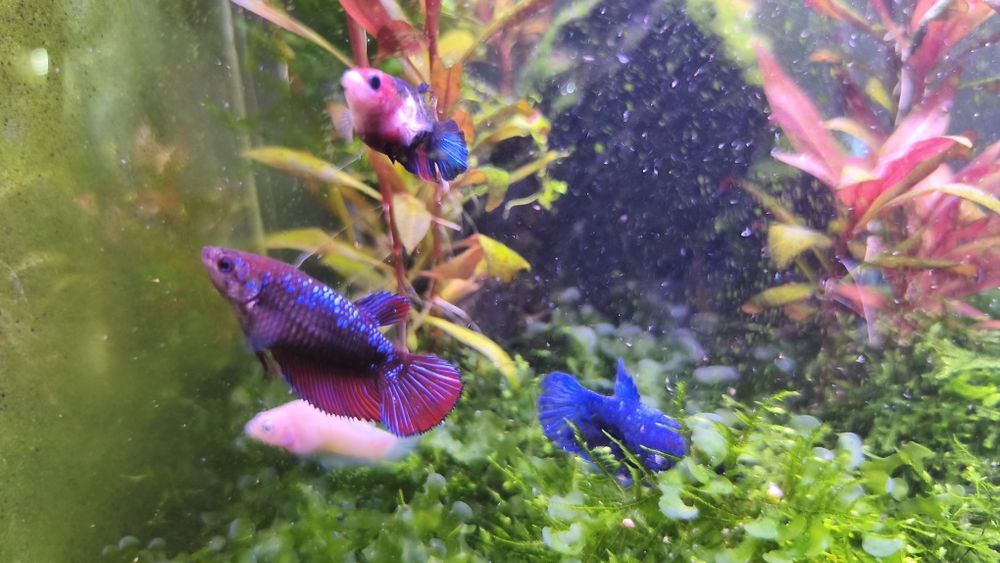 Bettas femmeas premium