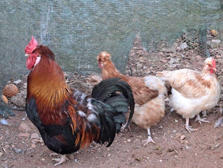 Ovos de galinhas de raças Sulmtaler  e Musico Kosovo