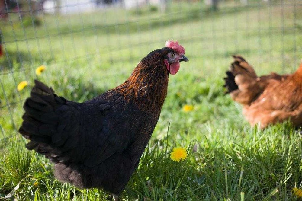 Kury nioski Rosa ogólnoużytkowa dowóz gratis