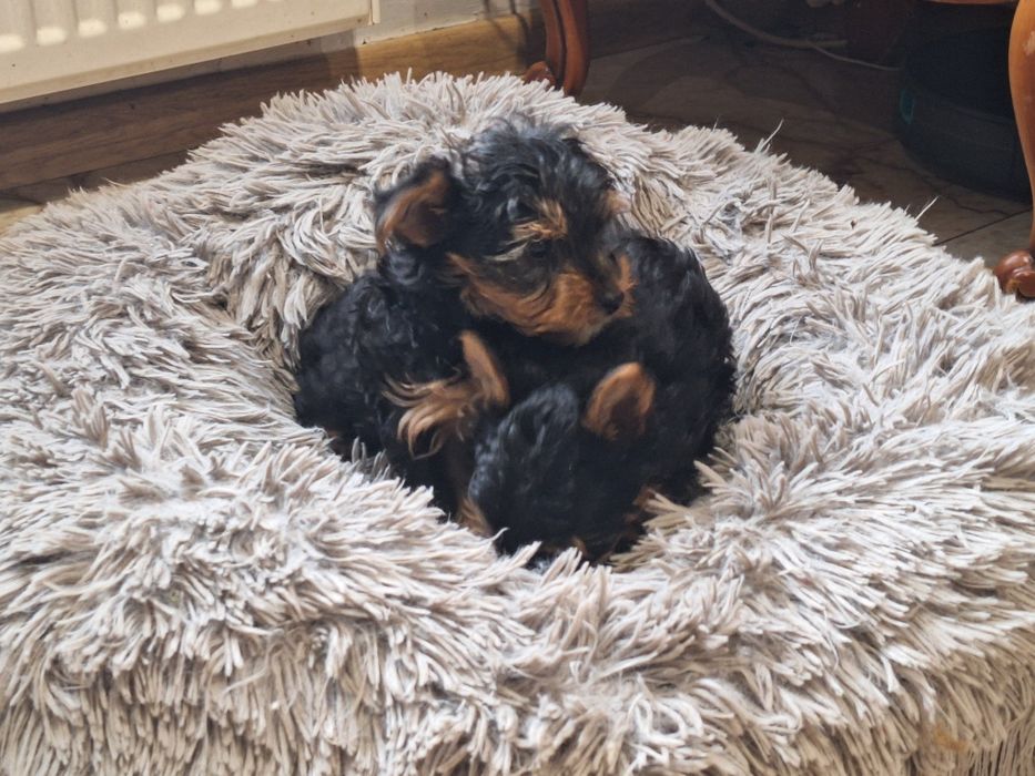 Yorkshire terrier z dokumentami