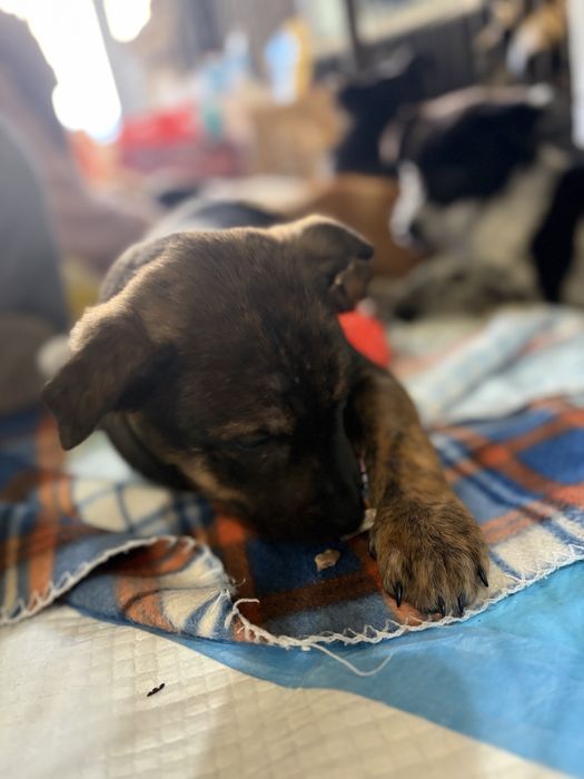 Cachorros para adoção responsavel