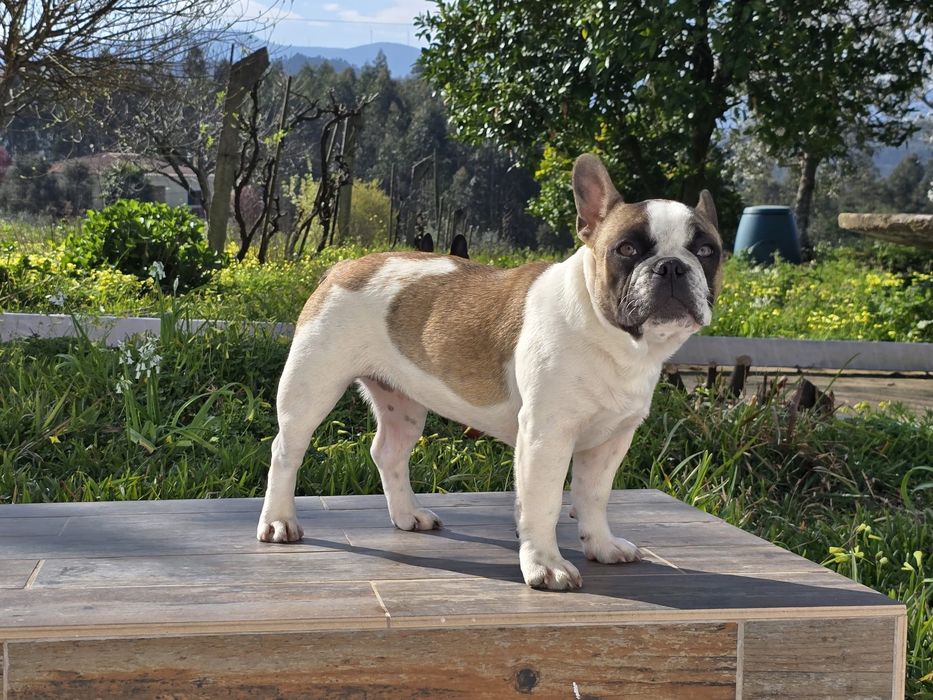 Bulldog francês puro