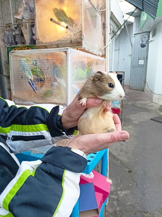 Віддам безкоштовно морську свинку