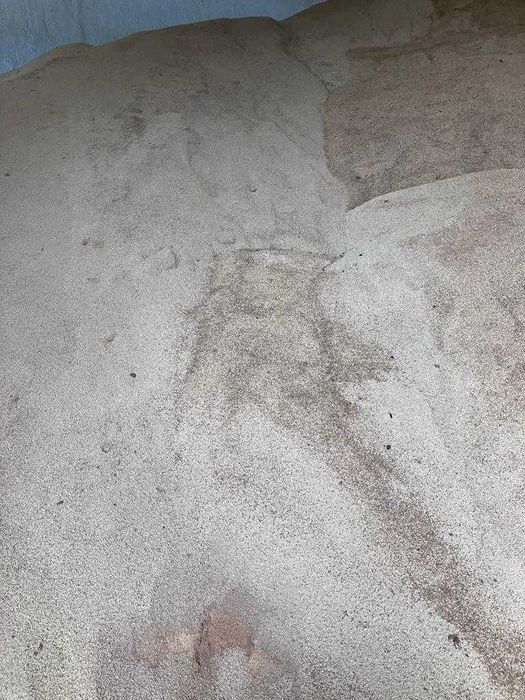 Caroço de Azeitona Portuguesa com baixo teor de humidade (-15%)