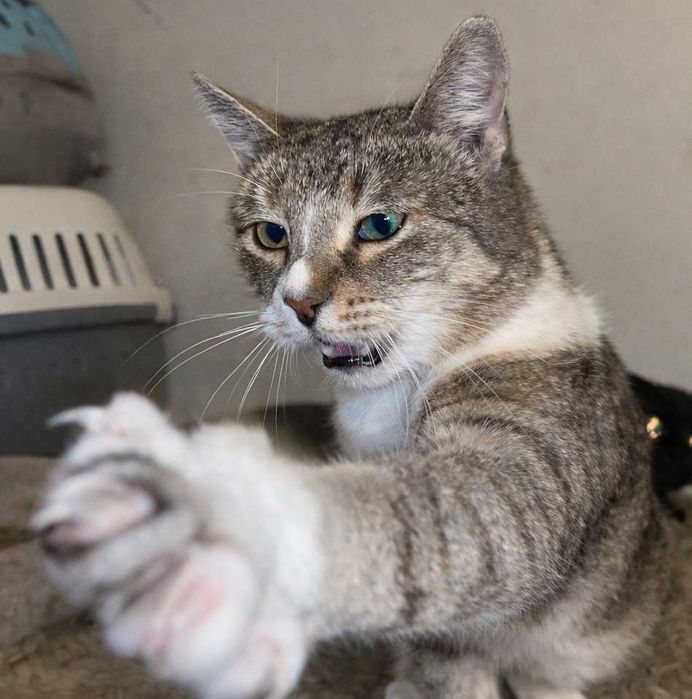 Poznań i okolice - kotka Miłka szuka domu