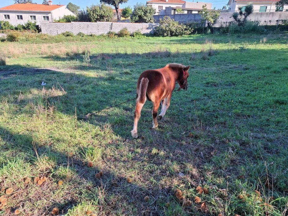 Ponei inteiro com 1 ano