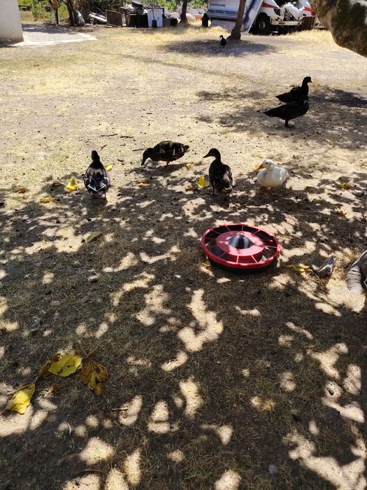 Vendo  Venda de caturras ,  patos bravos e patos mudoss