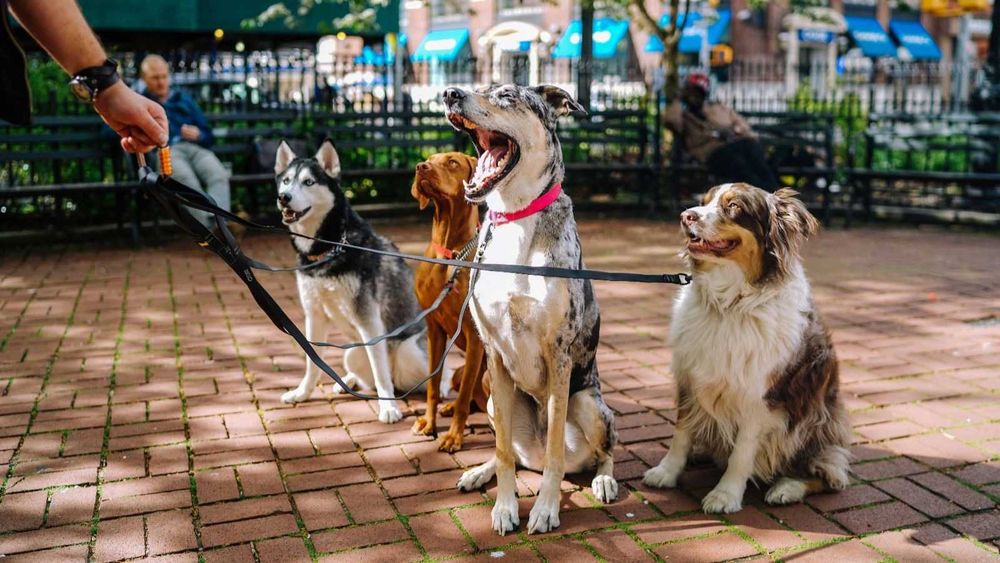 Szkolenie psa, tresura, trener Kutno, Zgierz, Łęczyca,Ozorków