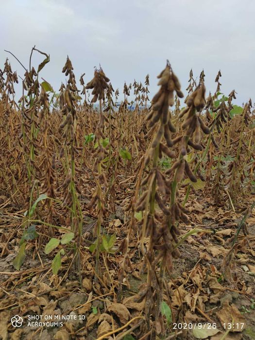 Soja. Materiał siewny soi odmiany Orpheus