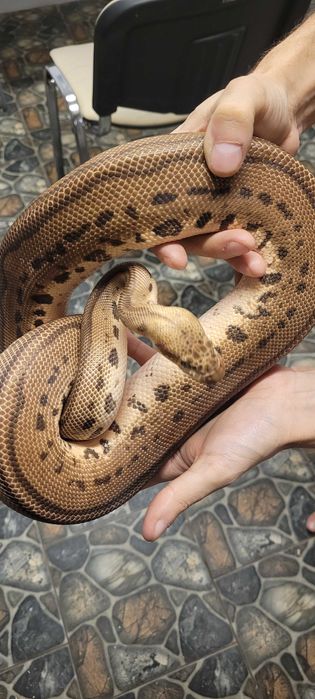 Sprzedam dorosle regiusy