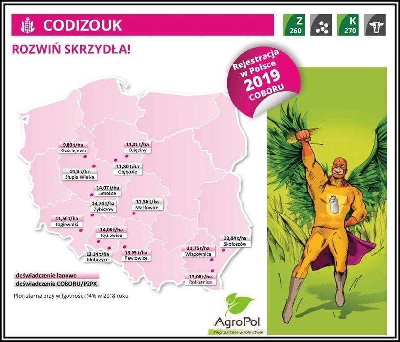 Kukurydza CODIZOUK - Rekord Polski Kiszonka Nasiona Kukurydzy IGP