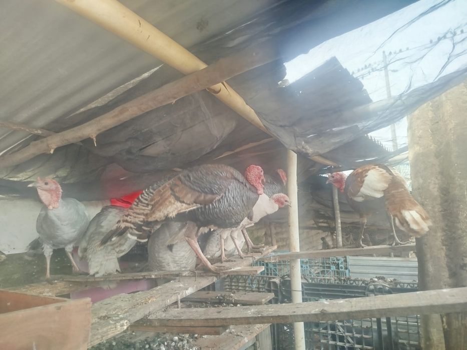 Galos e perú Caseiros