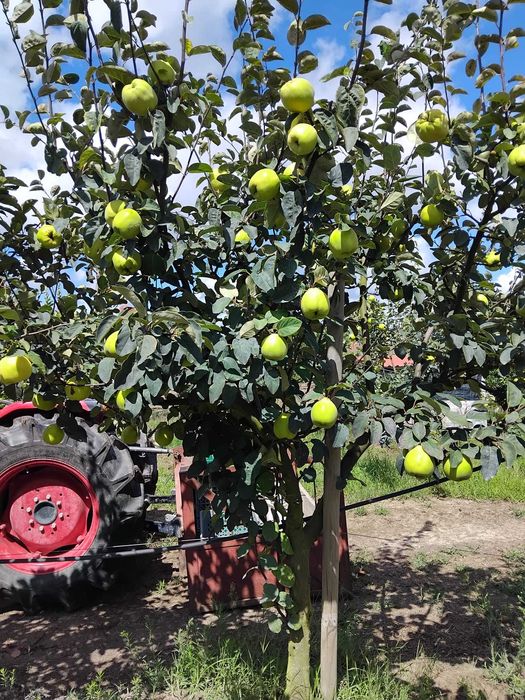 Marmelos Gigante de Vranja