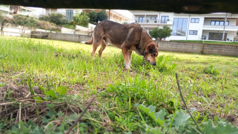 Cao muito amigável, adora outros animais