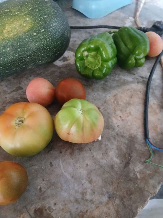 LEGUMES, da nInha ,horta