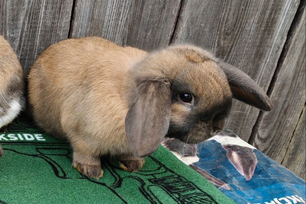 Barany Karzełki Madagaskarowe