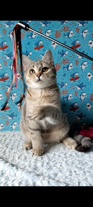 Дівчинка скотіш страйт.