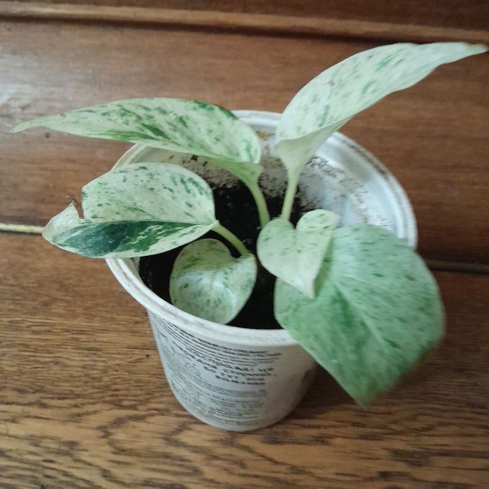 Сціндапсус епіпремн ум енжой . Білозелений . Неон жовтий . Сноу квін.