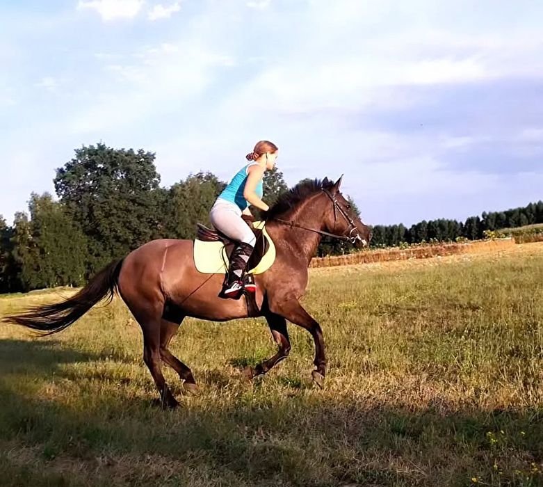 Klacz dla doswoadczonego przyszłościowa do 100cm