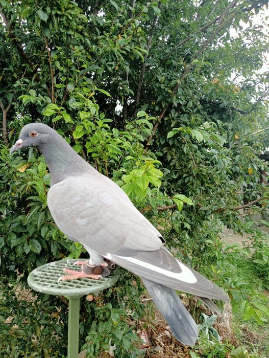 Pombos negaça italianos