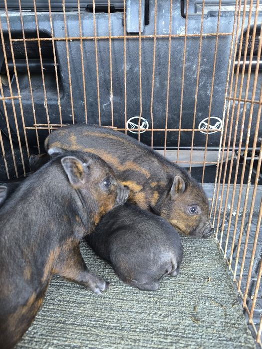 Mini pigs filhos de mãe preta e pai castanho