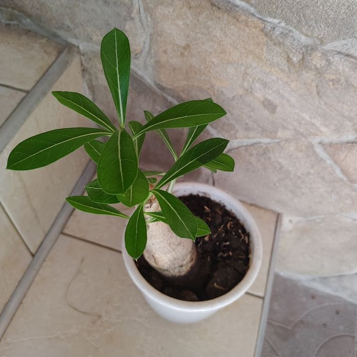 Адениум адениум адениум