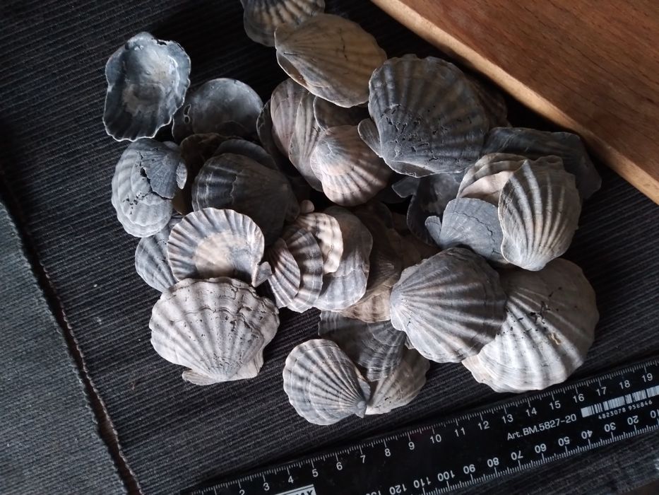 Лот Мушлі морскі ракушки гребінці