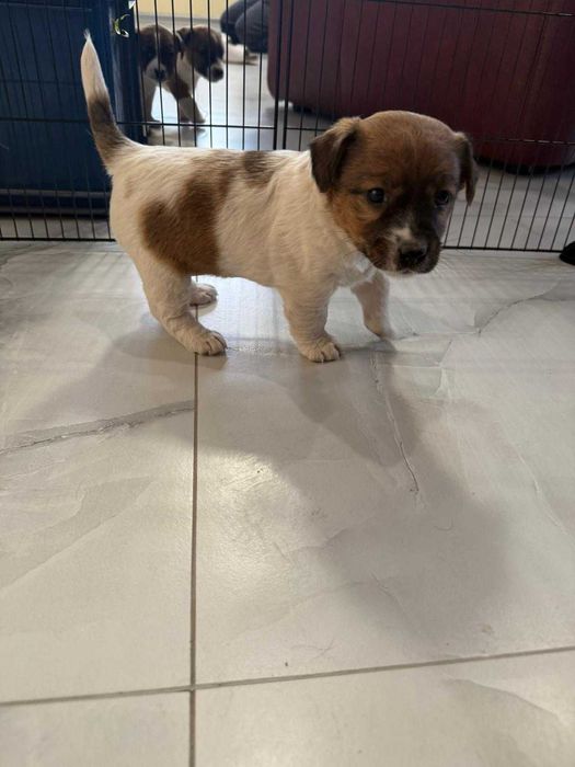 Jack Russell Terrier - Sunia 4