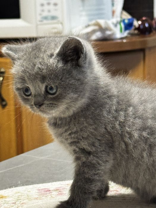 шотландські кошенята