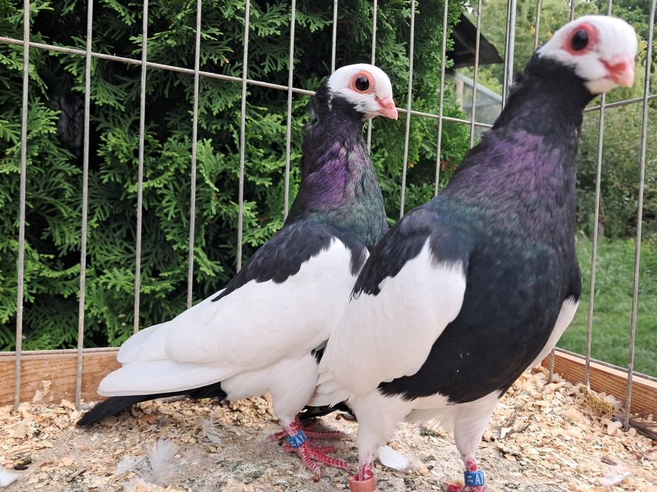 Koroniarze czarne para