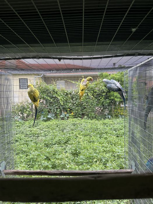 Varias aves para venda