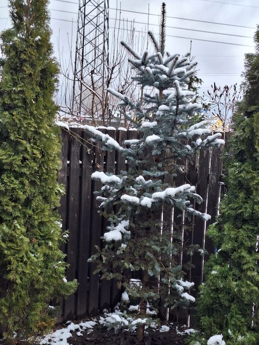 Голуба гарна ялинка 3 + метри