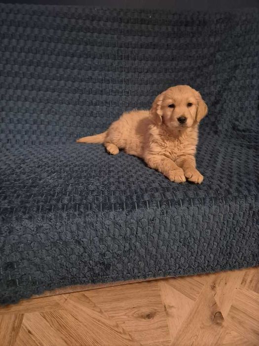 Szczenieta Golden Retrivier