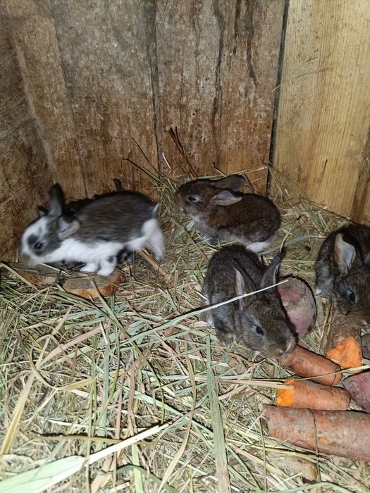 Młode króliki z samicą