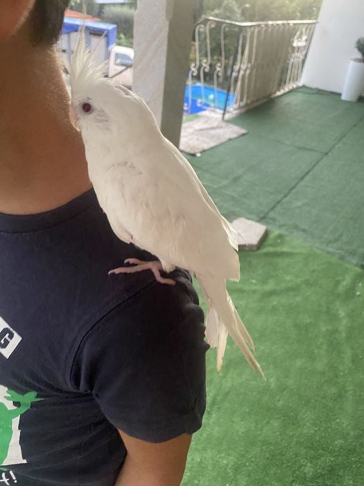 Tenho uma caturra albina domesticada para cerder