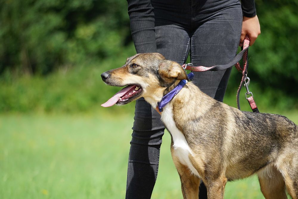 Dżena - świetna, młoda sunia szuka domu