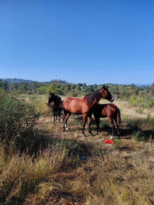 Eguas lusitanas puro
