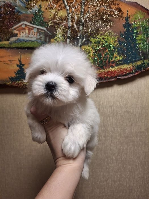 Мальтезе супер  Мини девочка!