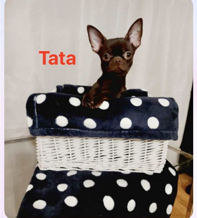 Chihuahua dziewczynka  malenka